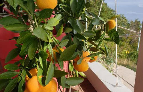 Mary's Garden - Foto 28