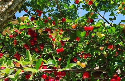 Pousada Villa Cachoeira - Foto 54