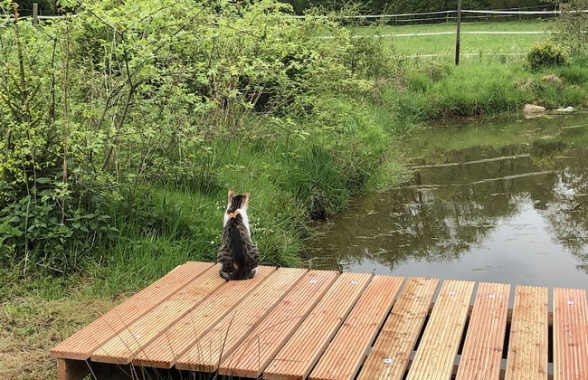 Ferienhaus Romantikmühle Heartlandranch - Foto 17