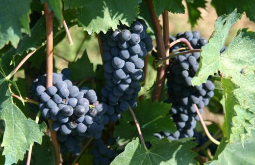 Agriturismo Podere la Cava - Foto 34