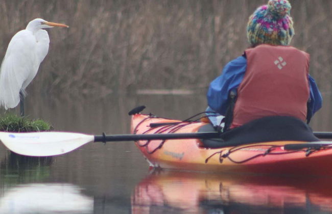 Kayaing Tour in The Valdivia River - Photo 1