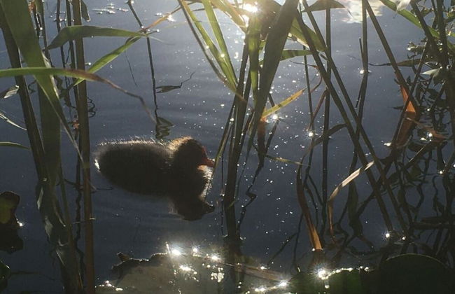 Buitenplaats 79 - Foto 19