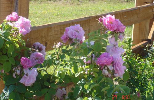 Aroggia Farm - Foto 50