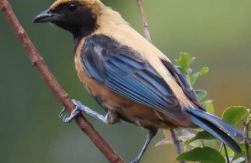 Passarinhada Hospedagem - Foto 70