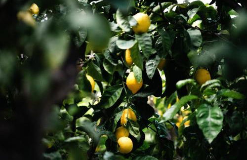 Masseria Fanizzi - Foto 52