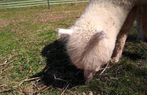 Ferienwohnungen Schwabenhof - Foto 24