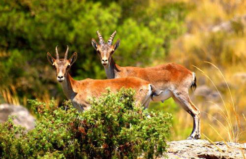 Casa Rural La Tahona - Foto 4