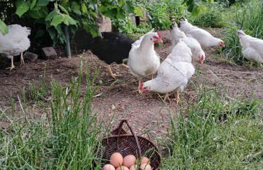 Am Froschteich - Foto 18