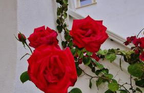 Corte Dioniso Eco Apartments & Suites - Foto 34