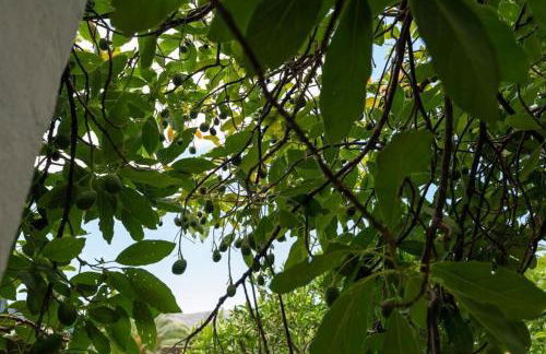 Finca Artiles - Foto 17