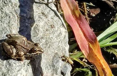 Cortijo AguaChá - Foto 22