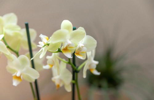 Apartment Charlotte - Foto 15