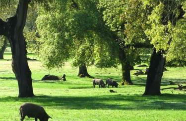 Sierra de Aracena Cala Huelva Casa Rural - Foto 60