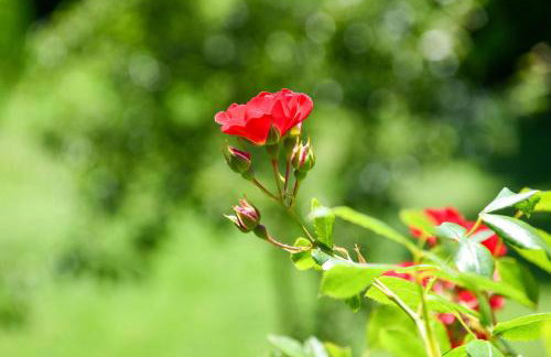 House Jole - Foto 70