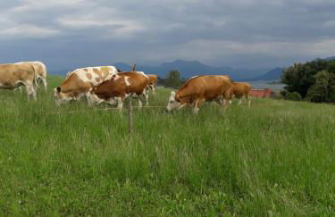 Ferienwohnung Gruberhof - Foto 28