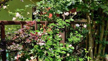 Różany Domek - Foto 2, Garden, Garden view