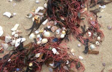 Les Agapanthes - Foto 33