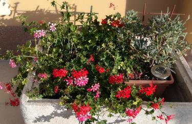 Apartman Studio Lu - Foto 3