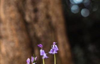 Lavender Cottage - Photo 61