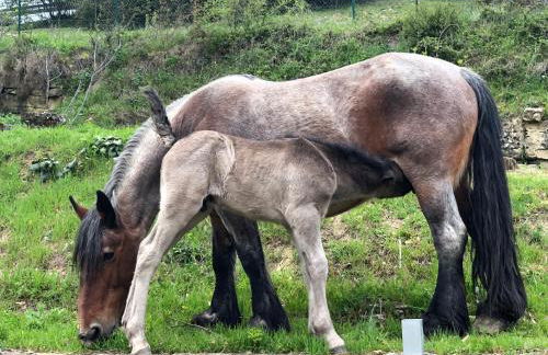 Casa rural en plena naturaleza Lic UVTR1524 - Photo 47