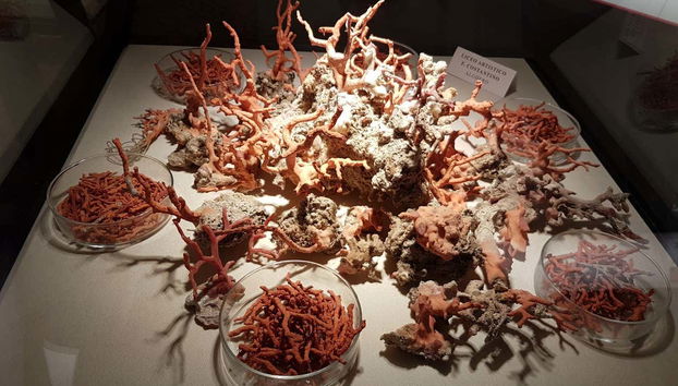 Night Tour of Alghero + Coral Museum - Foto 3