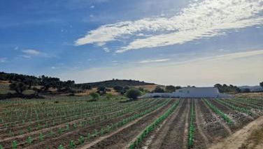 Casa na horta, planície alentejana - Foto 4