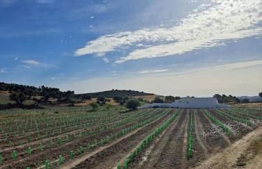 Casa na horta, planície alentejana - Foto 4