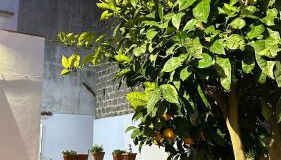 Mira Mila - casa vacanze con giardino a Massa Lubrense - Foto 5, Garden