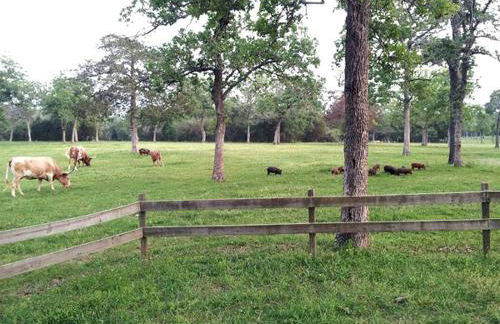 Simple and Cozy Cabin Rental on Private Ranch Retreat near Austin, Texas - Foto 7