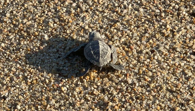 Turtle Release in Los Cabos - Photo 3, A baby turtle