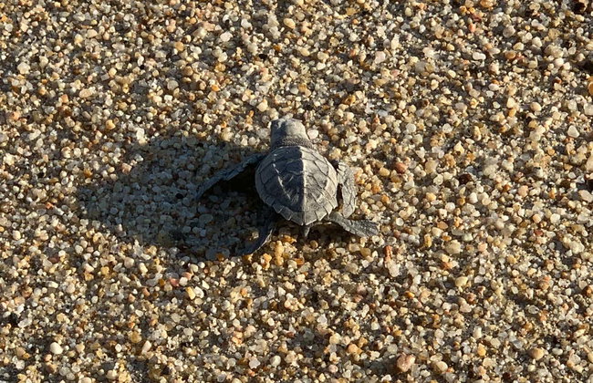 Turtle Release in Los Cabos - Foto 7