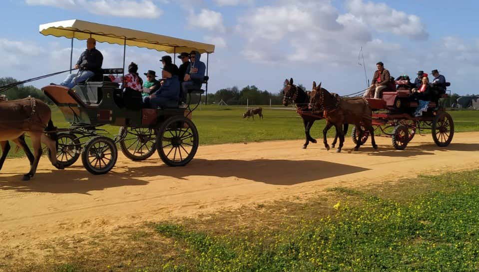 Paseo privado en carreta por los alrededores de Doñana y El Rocío