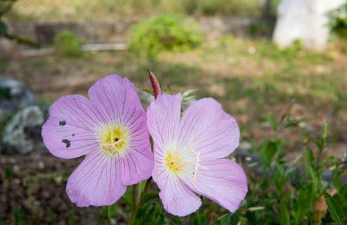 Michalos Apartments - Foto 21