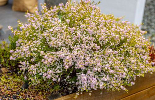 T1 rez de jardin proche mer - Foto 7