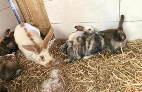 Mini-villa 1 MER - Foto 51