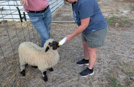 Highland Cow Glamping in a Cozy King Bed Wagon - Foto 17