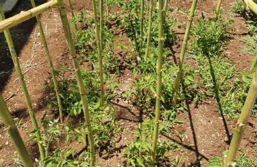 Il Giardino di Tolù Siracusa - Foto 43