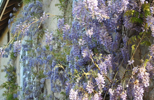 Ferme de la Lochere - Foto 40