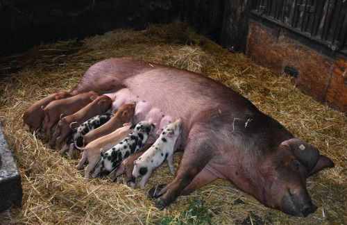 Landhaus am Bauernhof im Ostseeland - Foto 28