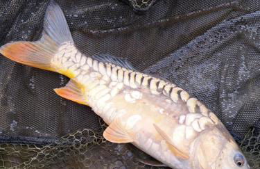 Boardman's Lodge - Foto 9