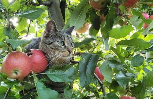 Mareinhof Vetzan-Apples,apartments&more - Foto 27