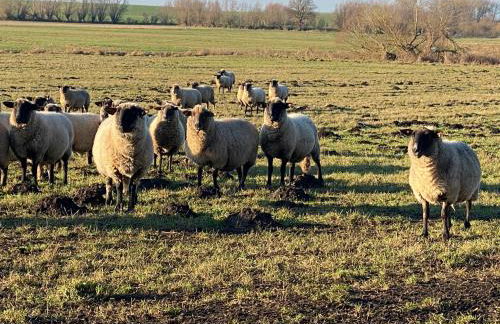 Hotel Am Schlosspark - Foto 9