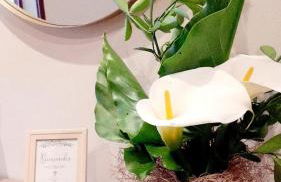 Lucus Dúplex - Foto 4