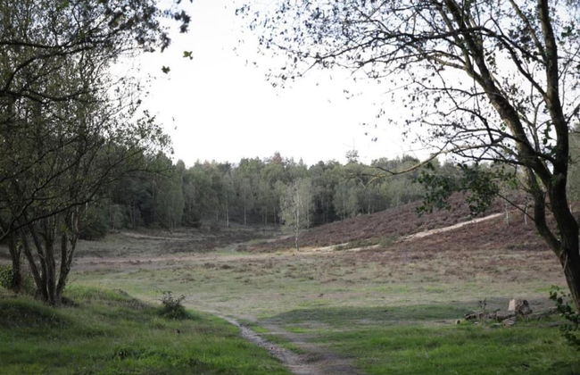 Home in the Dancing Forest - Foto 30