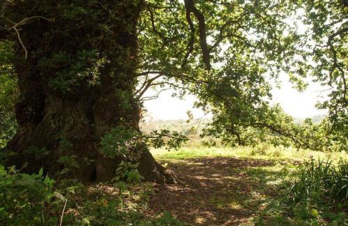 Laundry Cottage in a Nature Reserve - Sunday Times 100 coolest Cottages - Foto 11