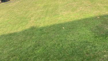 Studio Flat in Walsall with Option of Large Garden for Events - Foto 2, Garden view