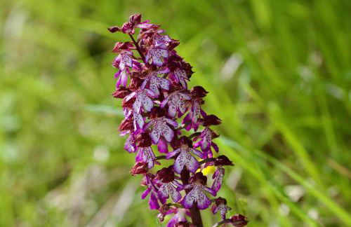 Agriturismo Colpo di Fortuna - Foto 59