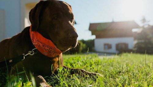 Ferienhaus im Landhausstil im Vital Camp Bayerbach - Foto 5