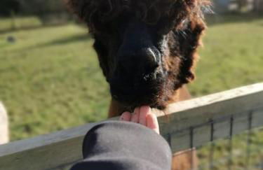 A spacious rural apartment with alpacas to enjoys - Foto 7