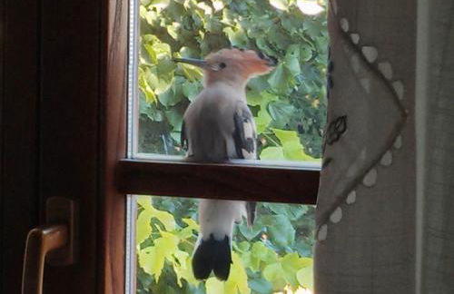 Agriturismo Monte Acuto - Foto 41